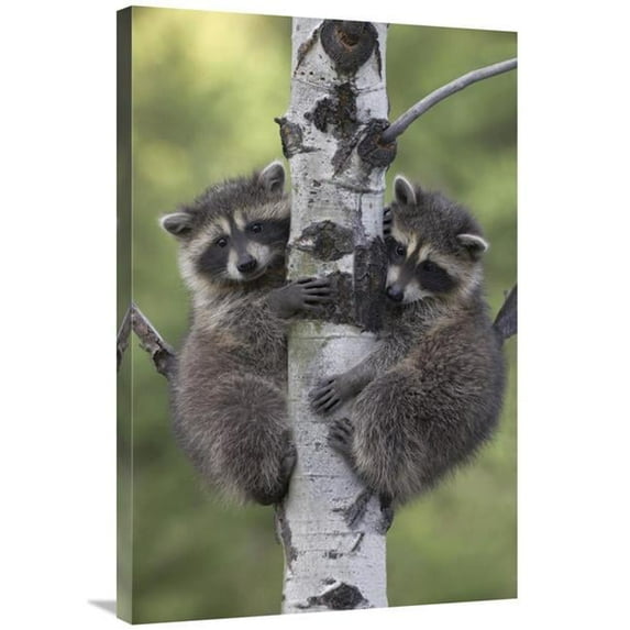 24 x 36 in. Raccoon Two Babies Climbing Tree, North America Art Print - Tim Fitzharris