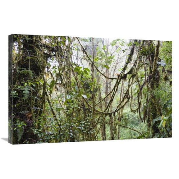 24 x 36 in. Rainforest At Cerro De La Muerte, Costa Rica Art Print - Konrad Wothe