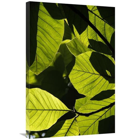 24 x 36 in. Rainforest Leaves Showing Sunlight & Shadow Patterns, Borneo, Malaysia Art Print - Hiroya Minakuchi