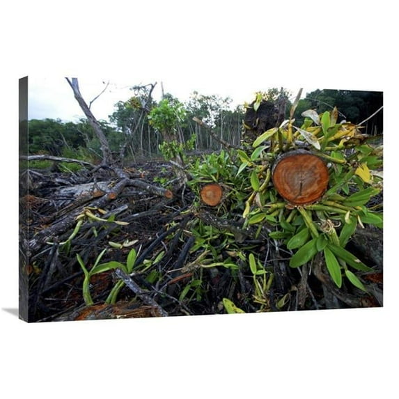 24 x 36 in. Red Mangrove Old Growth Stands Clear Cut for Tourist Housing, Hopkins, Belize Art Print - Christian Ziegler