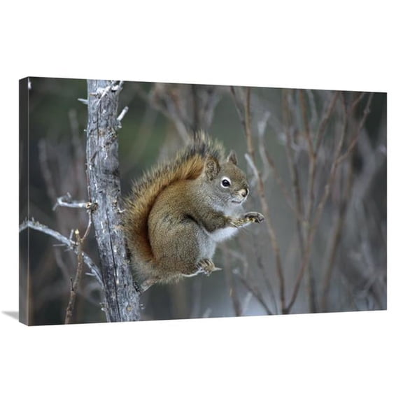 24 x 36 in. Red Squirrel Feeding on Willows, Alaska Art Print - Michael Quinton