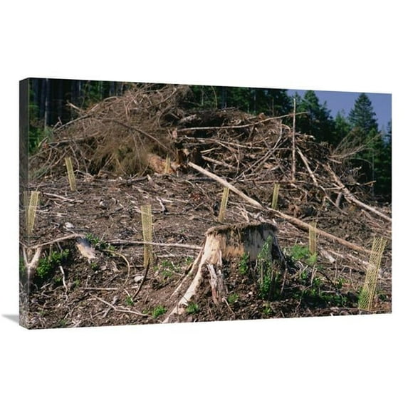 24 x 36 in. Replant of Douglas Fir in Clearcut, Suislaw National Forest, Oregon Art Print - Gerry Ellis