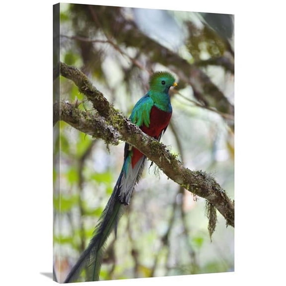 24 x 36 in. Resplendent Quetzal Male, Costa Rica Art Print - Konrad Wothe