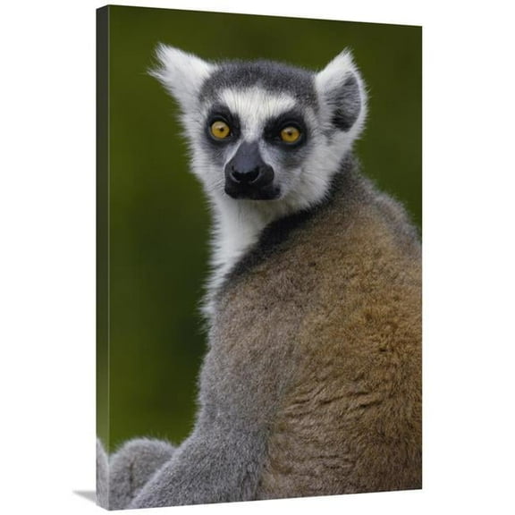 24 x 36 in. Ring-Tailed Lemur Portrait in the Andringitra Mountains, Madagascar Art Print - Pete Oxford