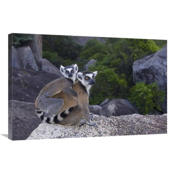 24 x 36 in. Ring-Tailed Lemur & Young, Near Andringitra Mountains, Madagascar Art Print - Pete Oxford