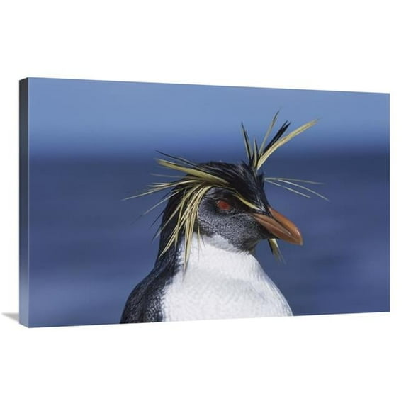 24 x 36 in. Rockhopper Penguin Portrait, Nightingale Island, South Atlantic Art Print - Tui De Roy