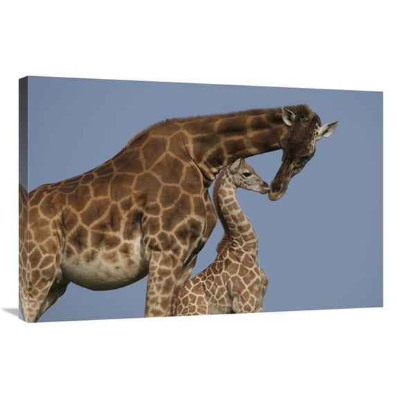 24 x 36 in. Rothschild Giraffe Mother & Calf Nuzzling, Native to Africa Art Print - San Diego Zoo