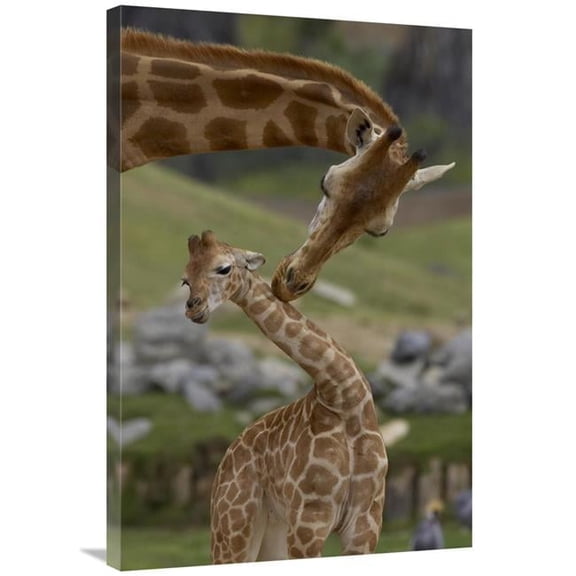 24 x 36 in. Rothschild Giraffe Mother Nuzzling Calf, Native to Africa Art Print - San Diego Zoo