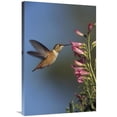 thumbnail image 1 of 24 x 36 in. Rufous Hummingbird Feeding on Flowers, New Mexico Art Print - Tim Fitzharris, 1 of 1