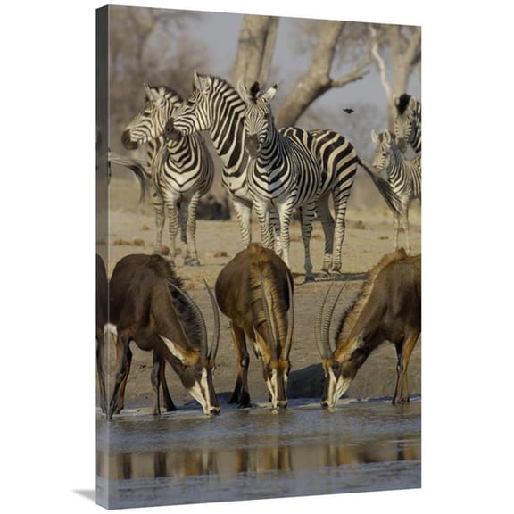 24 x 36 in. Sable Antelope At Waterhole, Burchells Zebra Herd in the Background, Africa Art Print - Pete Oxford