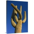 thumbnail image 1 of 24 x 36 in. Saguaro Cactus, Saguaro National Park, Arizona Art Print - Ingo Arndt, 1 of 1