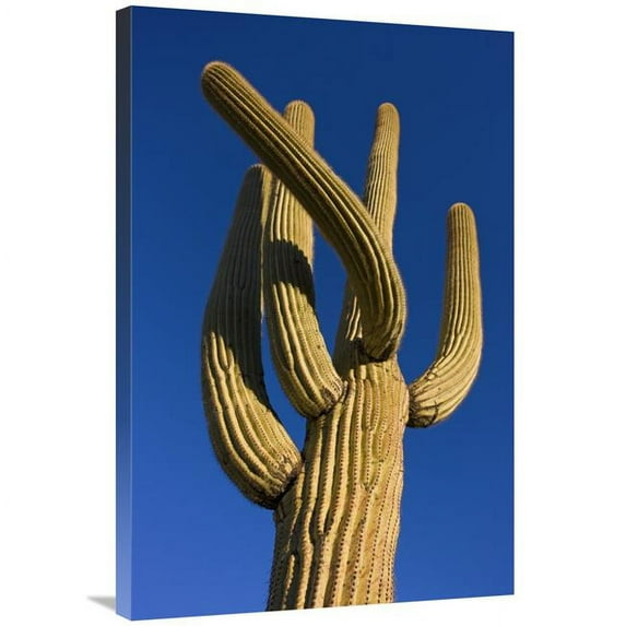 24 x 36 in. Saguaro Cactus, Saguaro National Park, Arizona Art Print - Ingo Arndt