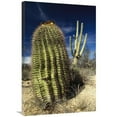 thumbnail image 1 of 24 x 36 in. Saguaro with Fishhook Barrel Cactus in the Foreground, Sonoran Desert, Arizona Art Print - Gerry Ellis, 1 of 1