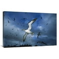 thumbnail image 1 of 24 x 36 in. Salvins Albatrosses Returning to Colony At Sunset, Bounty Islands, New Zealand Art Print - Tui De Roy, 1 of 1