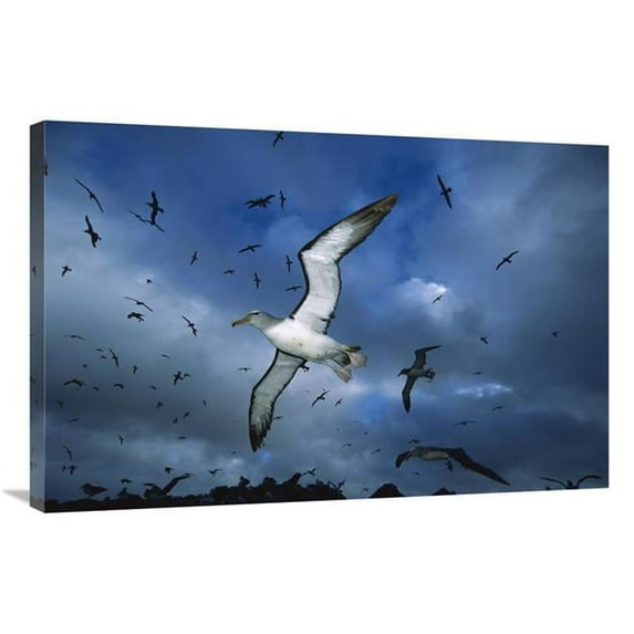 24 x 36 in. Salvins Albatrosses Returning to Colony At Sunset, Bounty Islands, New Zealand Art Print - Tui De Roy