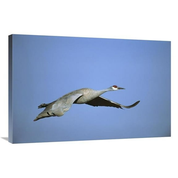 24 x 36 in. Sandhill Crane Flying, Bosque Del Apache NWR, New Mexico Art Print - Tom Vezo
