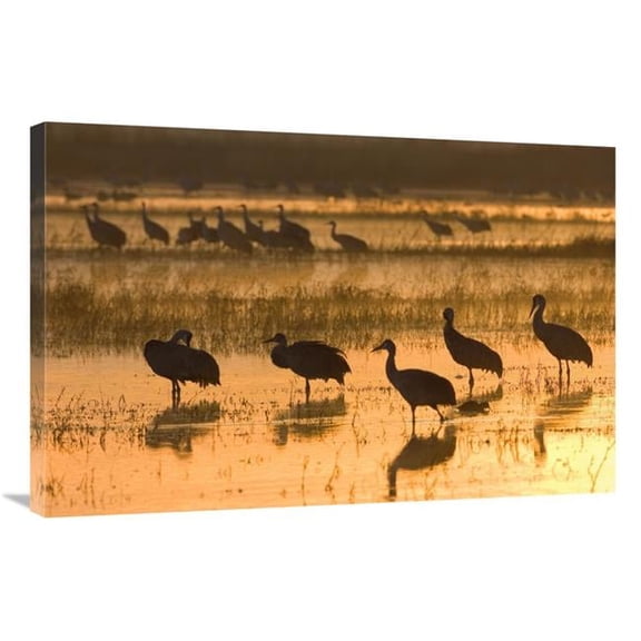 24 x 36 in. Sandhill Cranes, Bosque Del Apache NWR, New Mexico Art Print - Konrad Wothe