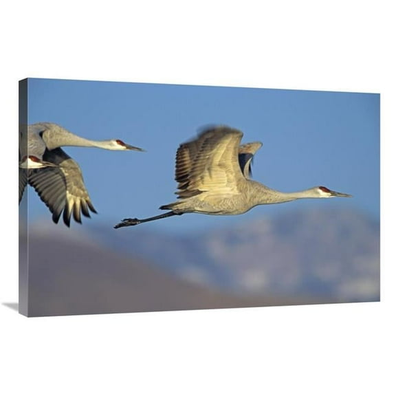 24 x 36 in. Sandhill Cranes Flying, North American Art Print - Tim Fitzharris