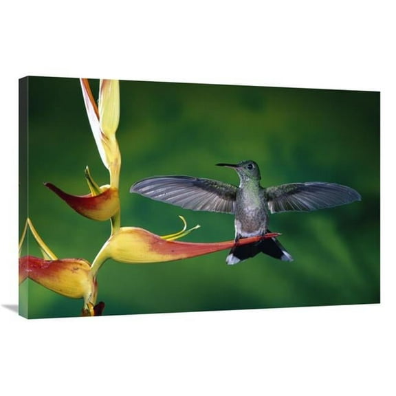 24 x 36 in. Scaly-Breasted Hummingbird Near A Heliconia Flower in Rainforest, Costa Rica Art Print - Michael & Patricia Fogden