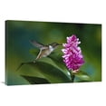 thumbnail image 1 of 24 x 36 in. Scintillant Hummingbird Feeding at & Pollinating Flowers of Epiphytic Orchid, Monteverde Cloud Forest Reserve, Costa Rica Art Print - Michael & Patricia Fogden, 1 of 1