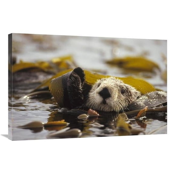 24 x 36 in. Sea Otter Floating in Kelp Bed, Northern Pacific Ocean Art Print - Gerry Ellis