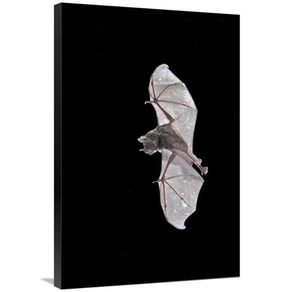 24 x 36 in. Sebas Short-Tailed Bat Flying, Michigan Art Print - Steve Gettle