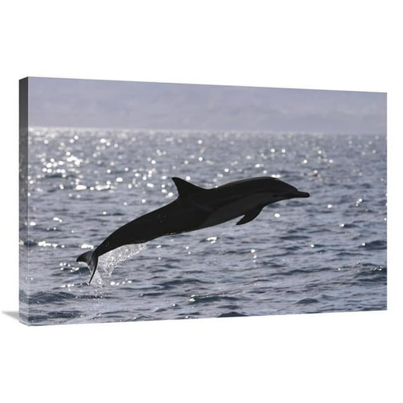24 x 36 in. Short-Beaked Common Dolphin Leaping, Sea of Cortez, Baja, Mexico Art Print - Hiroya Minakuchi
