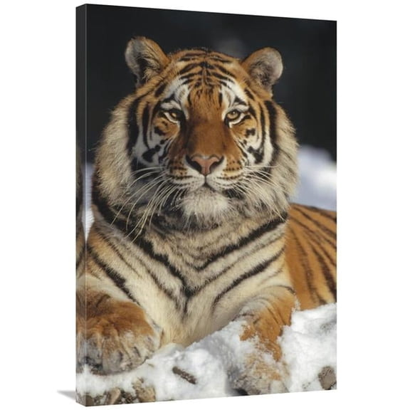 24 x 36 in. Siberian Tiger Portrait in Snow, Siberian Tiger Park, China Art Print - Konrad Wothe