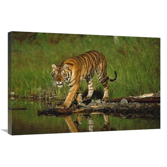 24 x 36 in. Siberian Tiger Walking Along Waters Edge Art Print - Tim Fitzharris