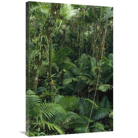 24 x 36 in. Sierra Palm Trees in Tropical Rainforest, El Yunque National Forest, Puerto Rico Art Print - Gerry Ellis
