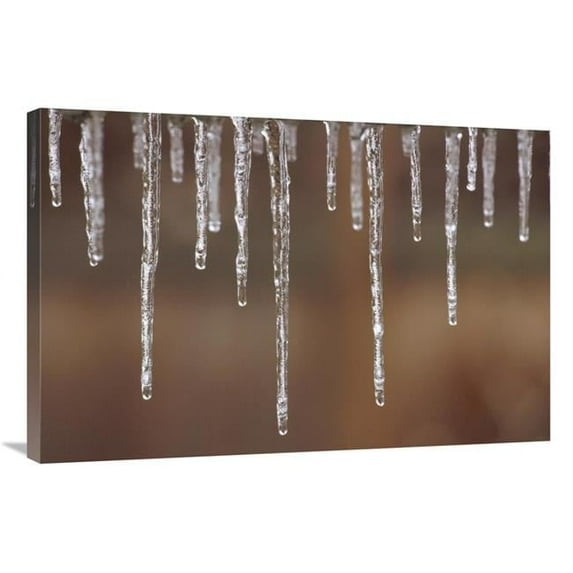 24 x 36 in. Single Strand of Icicles Melting, North America Art Print - Gerry Ellis