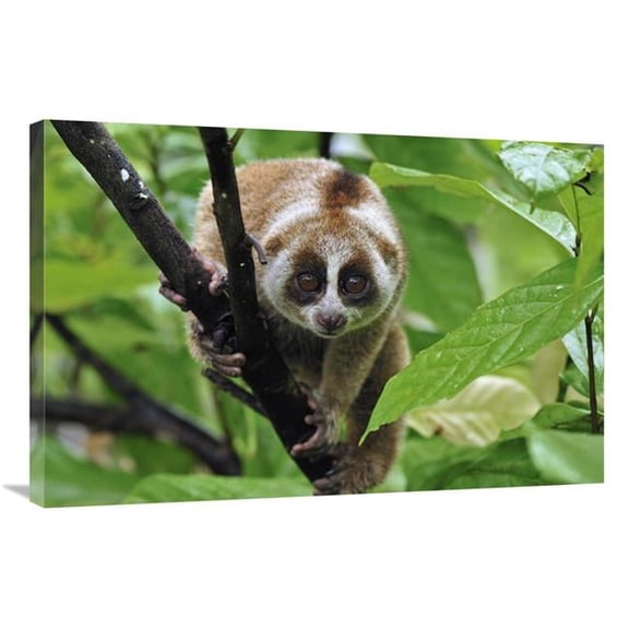 24 x 36 in. Slow Loris, Northern Sumatra, Indonesia Art Print - Thomas Marent