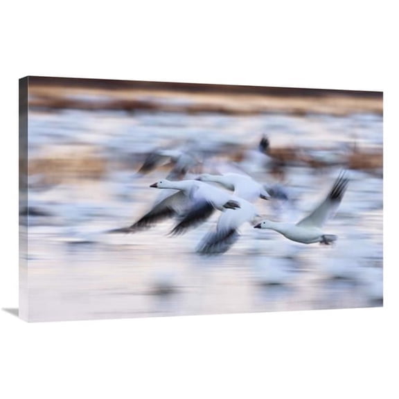 24 x 36 in. Snow Goose Flock Flying Over Wetland, Bosque Del Apache NWR, New Mexico Art Print - Konrad Wothe