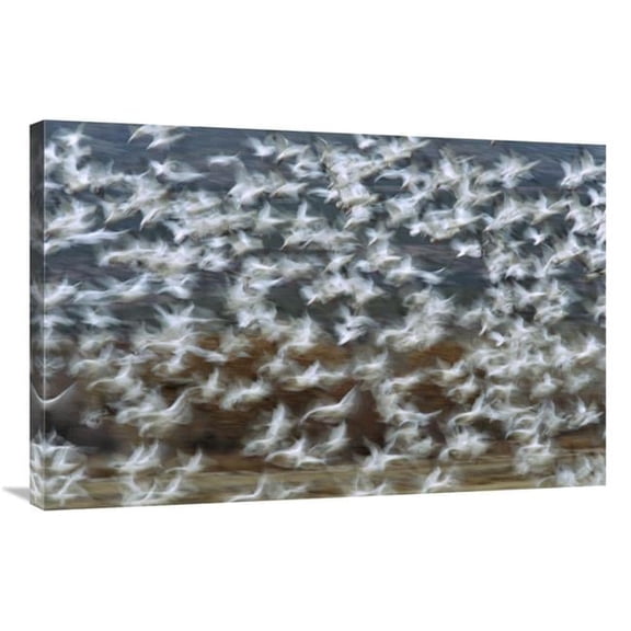 24 x 36 in. Snow Goose Flock Taking Flight, Bosque Del Apache National Wildlife Refuge, New Mexico Art Print - Tom Vezo