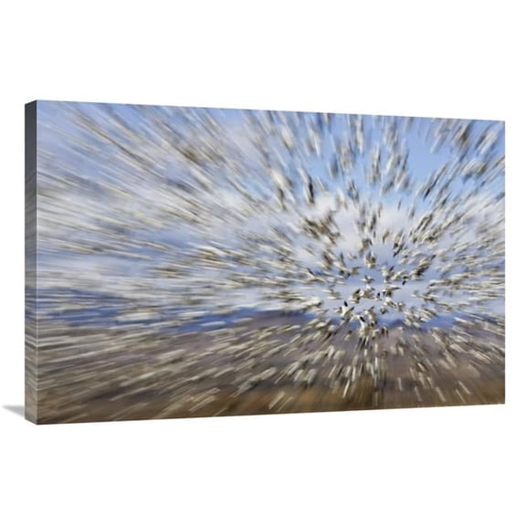 24 x 36 in. Snow Goose Massive Flock Flying, Bosque Del Apache National Wildlife Refuge, New Mexico Art Print - Konrad Wothe