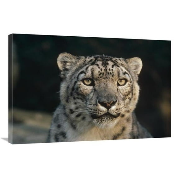 24 x 36 in. Snow Leopard, Woodland Park Zoo Art Print - Gerry Ellis