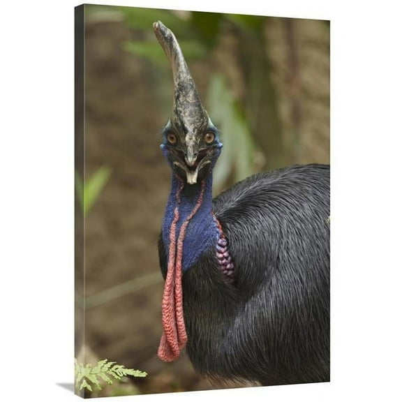 24 x 36 in. Southern Cassowary, Jurong Bird Park, Singapore Art Print - Tim Fitzharris