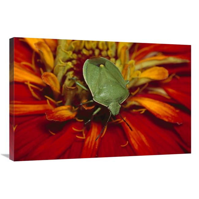 24 x 36 in. Southern Green Stink Bug on Red Blossom, Temperate North ...