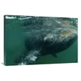 24 x 36 in. Southern Right Whale Close Up, Underwater Near Surface, Argentina Art Print - Flip ...