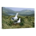 thumbnail image 1 of 24 x 36 in. Southern Royal Albatrosses At Nest, Campbell Island, New Zealand Art Print - Konrad Wothe, 1 of 1
