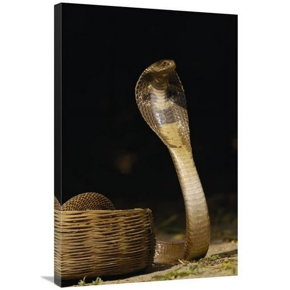 24 x 36 in. Spectacled Cobra with Hood Flared in Defense Posture, Gujarat, India Art Print - Pete Oxford