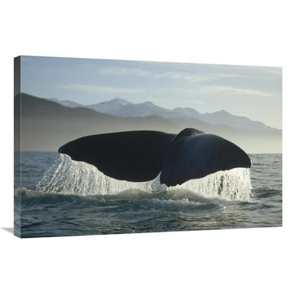 24 x 36 in. Sperm Whale Tail, New Zealand Art Print - Flip Nicklin