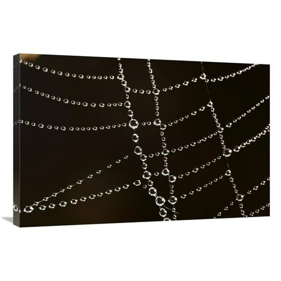 24 x 36 in. Spider Web with Beads of Dew, France Art Print - Cyril Ruoso