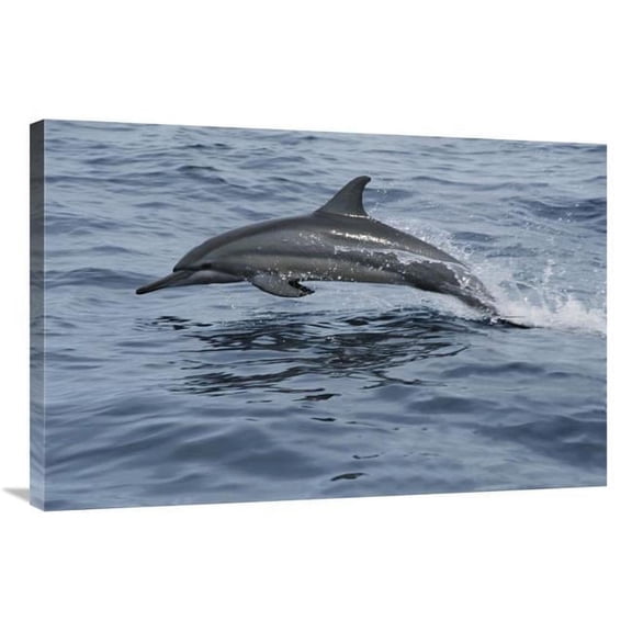 24 x 36 in. Spinner Dolphin Porpoising Through Water, Bahamas Art Print - Mike Parry