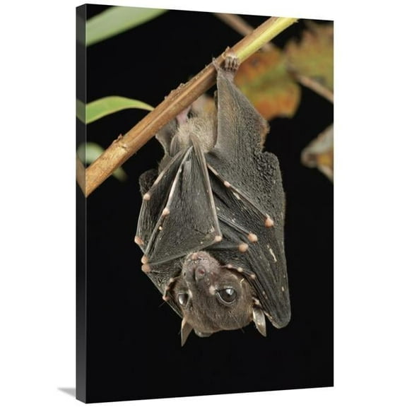 24 x 36 in. Spotted-Winged Fruit Bat Roosting, Bukit Sarang Conservation Area, Bintulu, Borneo, Malaysia Art Print - Chien Lee