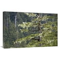 thumbnail image 1 of 24 x 36 in. Spruce Covered with Bearded Lichens, Mitkof Island, Southeast Alaska Art Print - Konrad Wothe, 1 of 1
