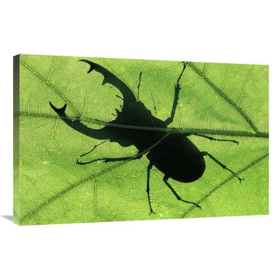 24 x 36 in. Stag Beetle Silhouette of Male Stag Beetle on Leaf, Europe Art Print - Jan Vermeer