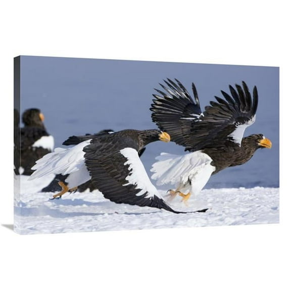 24 x 36 in. Stellers Sea Eagle Chasing Away Another Adult, Kamchatka, Russia Art Print - Sergey Gorshkov