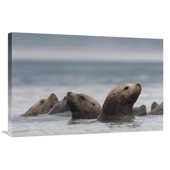 24 x 36 in. Stellers Sea Lion Group, Alaska Art Print - Michael Quinton