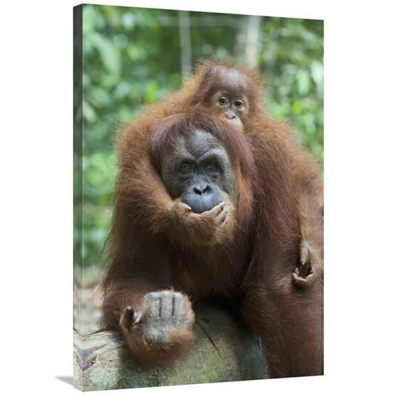 24 x 36 in. Sumatran Orangutan Mother & Playful Two & A Half Year Old Baby, North Sumatra, Indonesia Art Print - Suzi Eszterhas